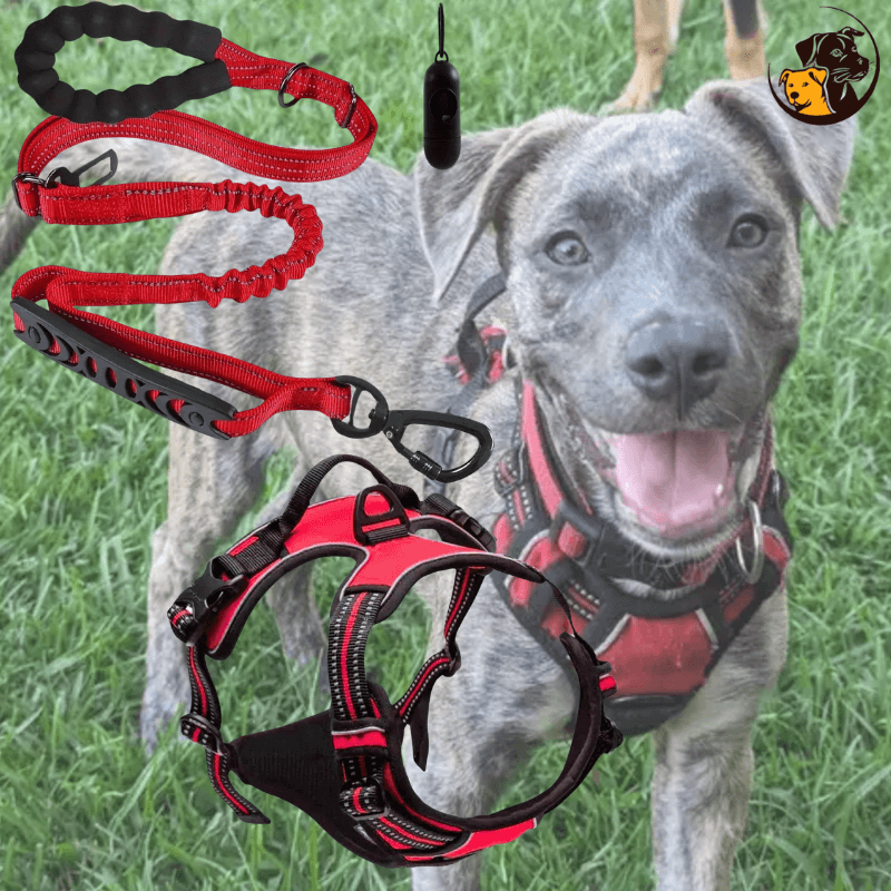 No-Pull Dog Leash and Harness